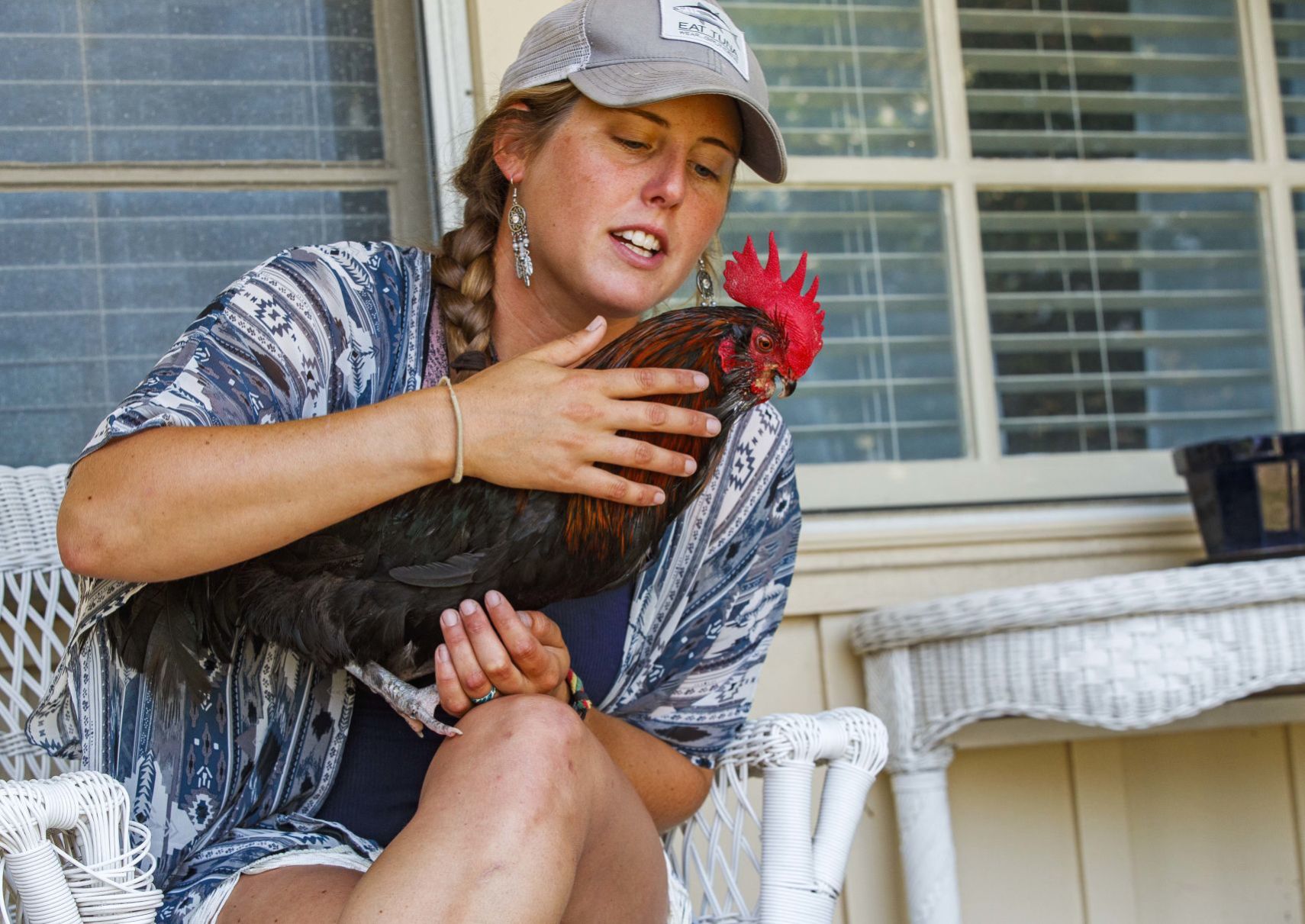 Bluff, an adventurous Rooster